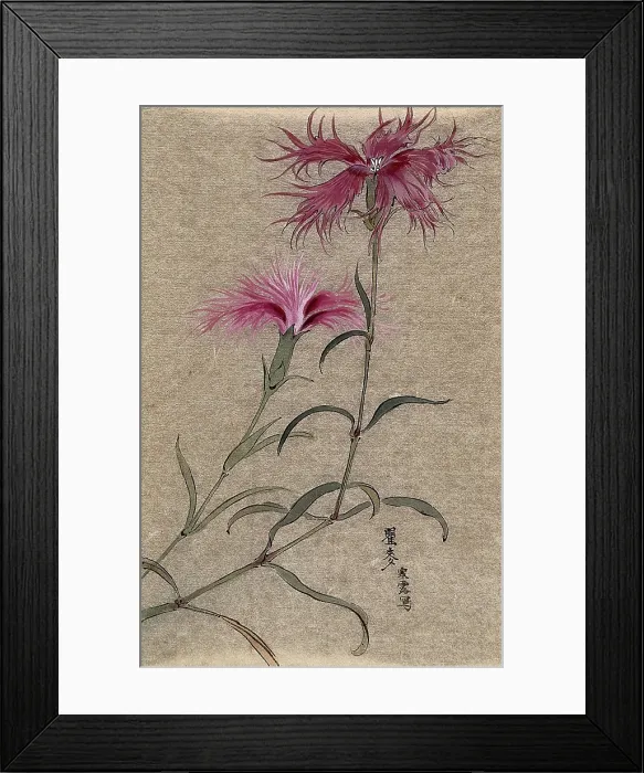 Framed Print : A pink (Dianthus species): flowering stem. Creator: Unknown Framed Print : A pink (Dianthus species): flowering stem. Creator: Unknown