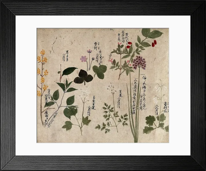 Framed Print : Eight flowering plants, possibly including a species of Allium and an Australian fuchsia... 1870. Creator: Unknown Framed Print : Eight flowering plants, possibly including a species of Allium and an Australian fuchsia... 1870. Creator: Unknown