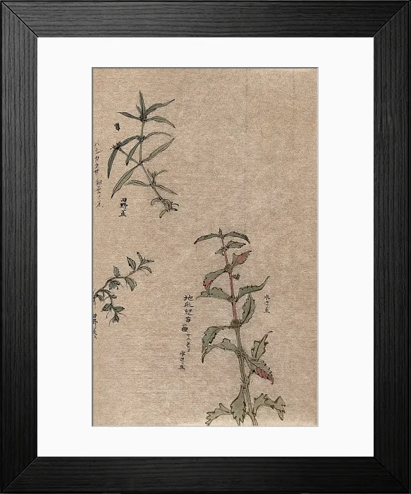 Framed Print : Three leafy plant stems. Creator: Unknown Framed Print : Three leafy plant stems. Creator: Unknown