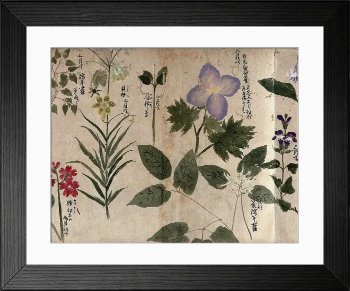 Framed Print : Eight flowering plants, including a labiate, 1870. Creator: Unknown Framed Print : Eight flowering plants, including a labiate, 1870. Creator: Unknown
