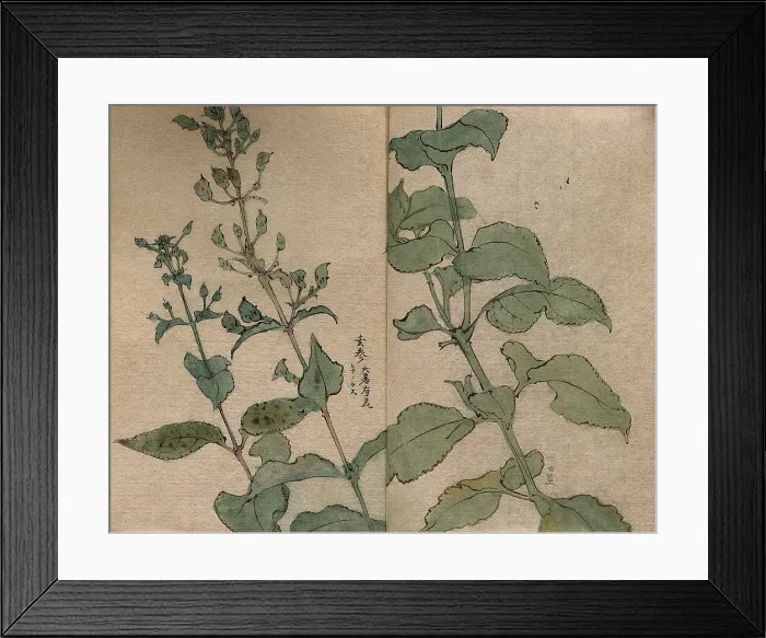Framed Print : A fruiting plant of the Scrophulariaceae family: stem in two sections. Creator: Unknown Framed Print : A fruiting plant of the Scrophulariaceae family: stem in two sections. Creator: Unknown