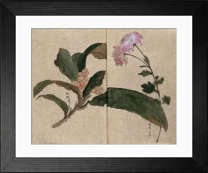 Framed Print : Two flowering plants, possibly a chrysanthemum and loquat (Eriobotrya japonica). Creator: Unknown Framed Print : Two flowering plants, possibly a chrysanthemum and loquat (Eriobotrya japonica). Creator: Unknown