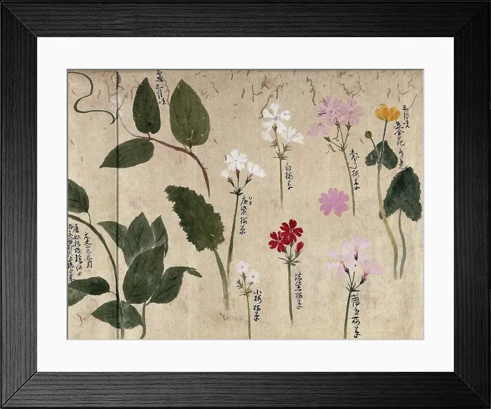 Framed Print : Seven flowering plants, one possibly a kingcup and six pinks (Dianthus species), 1870. Creator: Unknown Framed Print : Seven flowering plants, one possibly a kingcup and six pinks (Dianthus species), 1870. Creator: Unknown