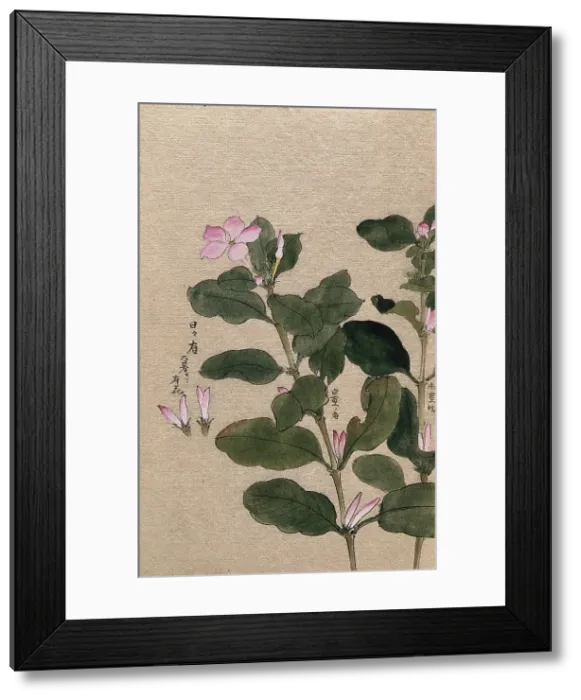 Framed Print : Madagascar periwinkle (Catharanthus roseus): flowering stem with separate flowers. Creator: Unknown Framed Print : Madagascar periwinkle (Catharanthus roseus): flowering stem with separate flowers. Creator: Unknown