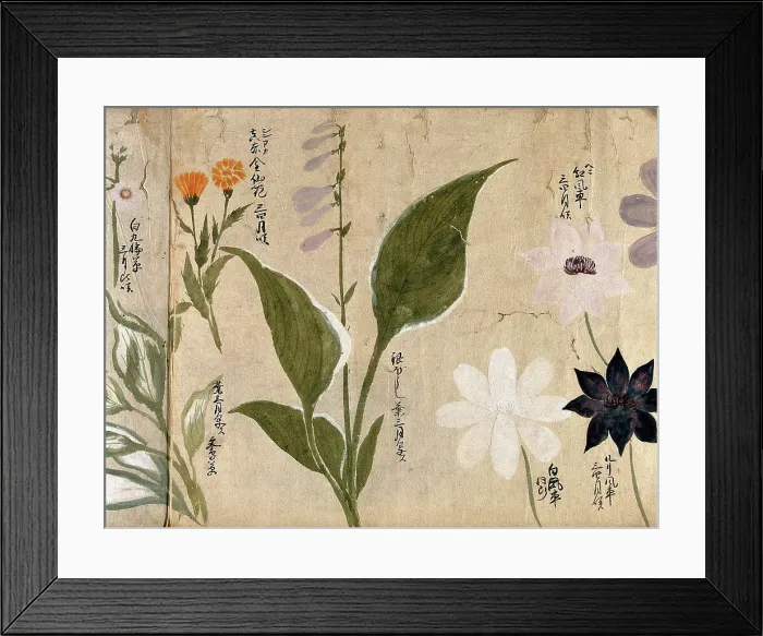 Framed Print : Five flowering plants, possibly including a Hosta species and three Clematis flowers, 1870. Creator: Unknown Framed Print : Five flowering plants, possibly including a Hosta species and three Clematis flowers, 1870. Creator: Unknown