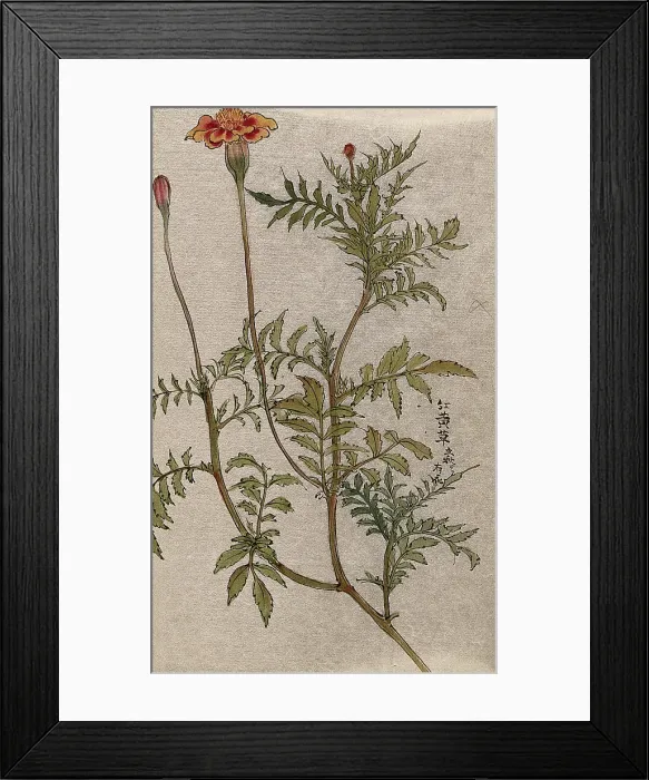 Framed Print : A marigold (Tagetes species): flowering stem. Creator: Unknown Framed Print : A marigold (Tagetes species): flowering stem. Creator: Unknown