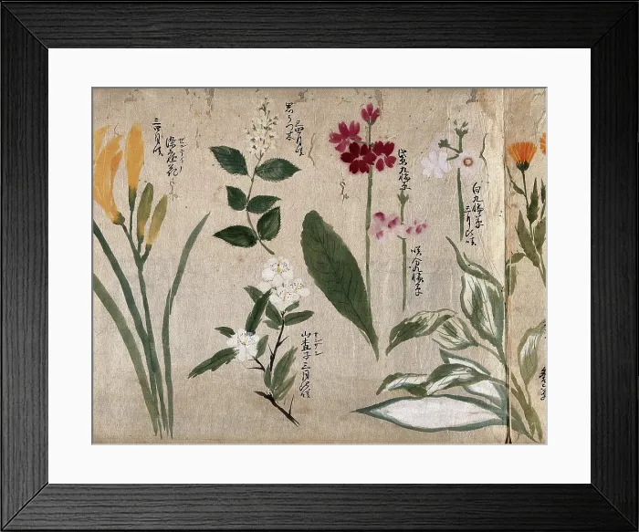 Framed Print : Eight flowering plants, possibly including species of Hosta, Primula, and a daylily, 1870. Creator: Unknown Framed Print : Eight flowering plants, possibly including species of Hosta, Primula, and a daylily, 1870. Creator: Unknown