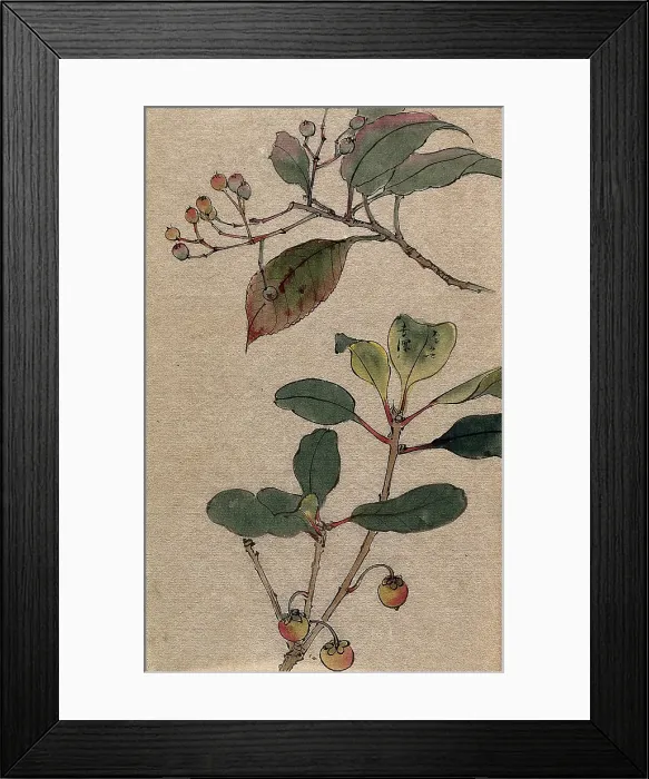 Framed Print : Two fruiting tree branches, possibly a Sorbus and Prunus species. Creator: Unknown Framed Print : Two fruiting tree branches, possibly a Sorbus and Prunus species. Creator: Unknown