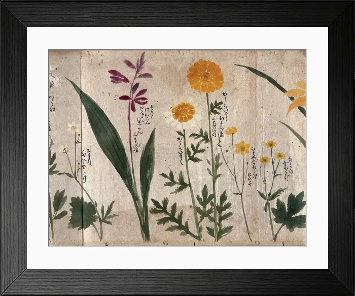 Framed Print : Six flowering plants, two possibly marigolds, 1870. Creator: Unknown Framed Print : Six flowering plants, two possibly marigolds, 1870. Creator: Unknown