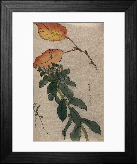 Framed Print : Autumn leaves of a beech tree (Fagus species) and two unidentified leafy stems. Creator: Unknown Framed Print : Autumn leaves of a beech tree (Fagus species) and two unidentified leafy stems. Creator: Unknown