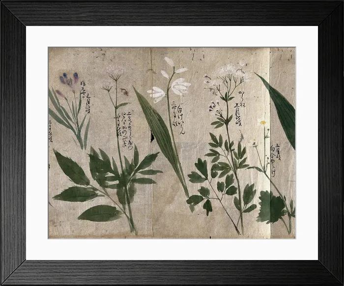 Framed Print : Five flowering plants, one possibly a species of Thalictrum, 1870. Creator: Unknown Framed Print : Five flowering plants, one possibly a species of Thalictrum, 1870. Creator: Unknown