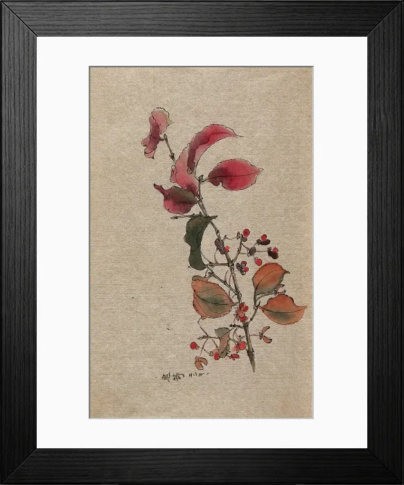 Framed Print : A plant, possibly an Euonymus species: fruiting branch. Creator: Unknown Framed Print : A plant, possibly an Euonymus species: fruiting branch. Creator: Unknown