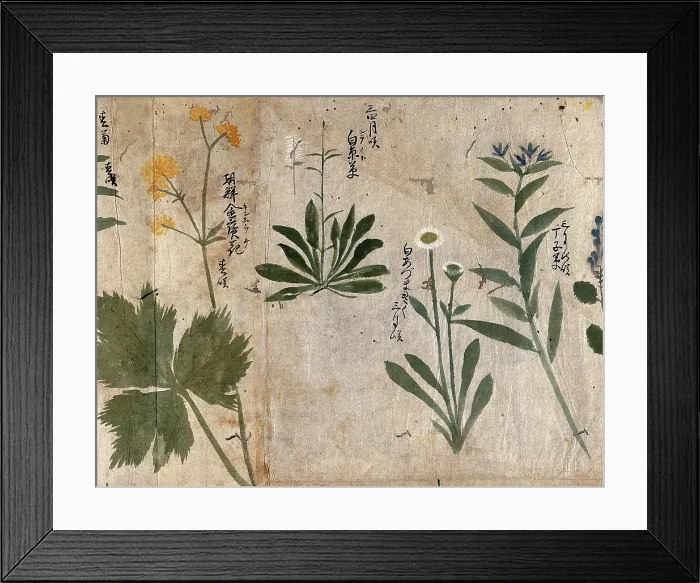 Framed Print : Four flowering plants, 1870. Creator: Unknown Framed Print : Four flowering plants, 1870. Creator: Unknown