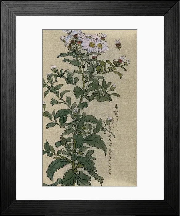 Framed Print : An aster (Aster species): flowering stem. Creator: Unknown