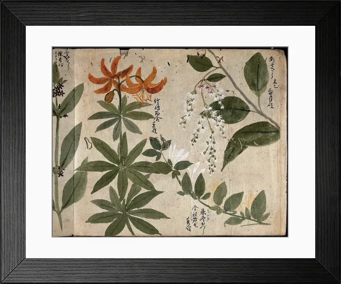 Framed Print : Four flowering plants, one an orange lily (Lilium species), 1870. Creator: Unknown Framed Print : Four flowering plants, one an orange lily (Lilium species), 1870. Creator: Unknown