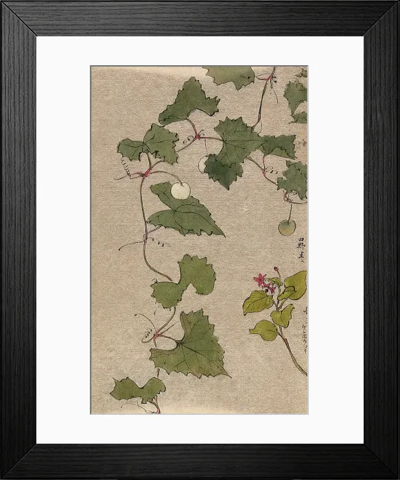 Framed Print : A vine with fruit and a second unidentified plant with flowers. Creator: Unknown Framed Print : A vine with fruit and a second unidentified plant with flowers. Creator: Unknown