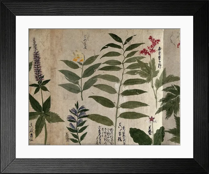 Framed Print : Six flowering plants, possibly including species of Filipendula and Polygonatum, 1870. Creator: Unknown Framed Print : Six flowering plants, possibly including species of Filipendula and Polygonatum, 1870. Creator: Unknown