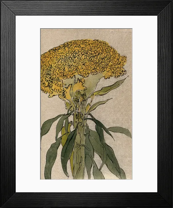Framed Print : A plant of the Polygonaceae family: flowering stem. Creator: Unknown Framed Print : A plant of the Polygonaceae family: flowering stem. Creator: Unknown