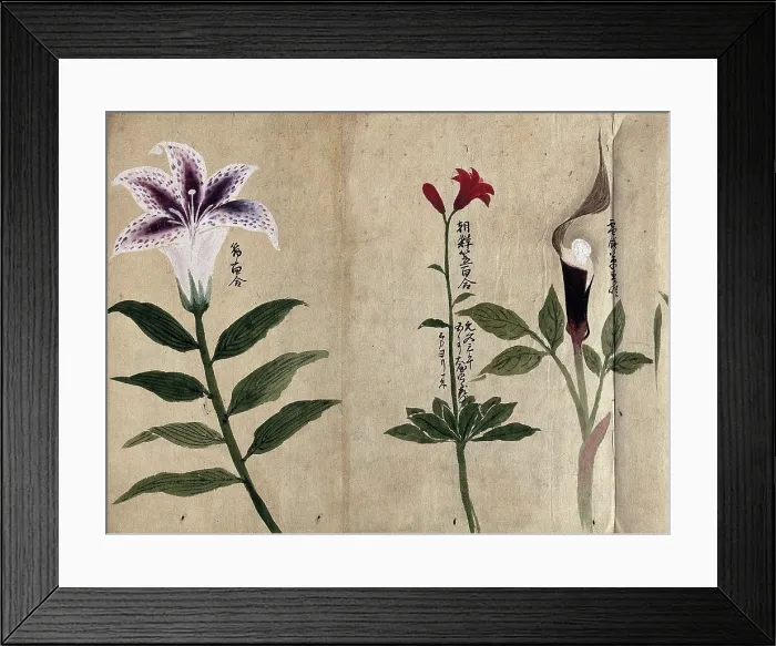 Framed Print : Three flowering plants, possibly including a lily and a species of Dracunculus, 1870. Creator: Unknown Framed Print : Three flowering plants, possibly including a lily and a species of Dracunculus, 1870. Creator: Unknown