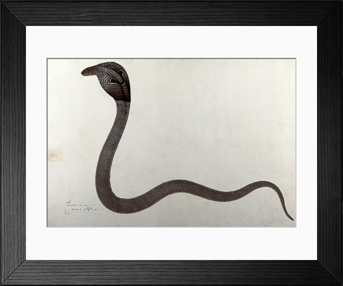 Framed Print : Indian cobra, with spectacle marking on hood, 1782. Creator: Bhawani Das. Indian cobra, with spectacle marking on hood, 1782. Creator: Bhawani Das Framed Print : Indian cobra, with spectacle marking on hood, 1782. Creator: Bhawani Das. Indian cobra, with spectacle marking on hood, 1782. Creator: Bhawani Das