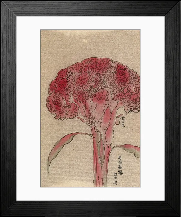 Framed Print : A plant of the Polygonaceae family, possibly a Rumex: flowering stem. Creator: Unknown Framed Print : A plant of the Polygonaceae family, possibly a Rumex: flowering stem. Creator: Unknown
