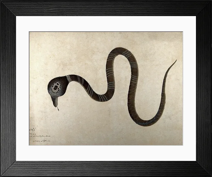 Framed Print : Indian cobra, with monocle marking on hood, 1782. Creator: Bhawani Das. Indian cobra, with monocle marking on hood, 1782. Creator: Bhawani Das Framed Print : Indian cobra, with monocle marking on hood, 1782. Creator: Bhawani Das. Indian cobra, with monocle marking on hood, 1782. Creator: Bhawani Das