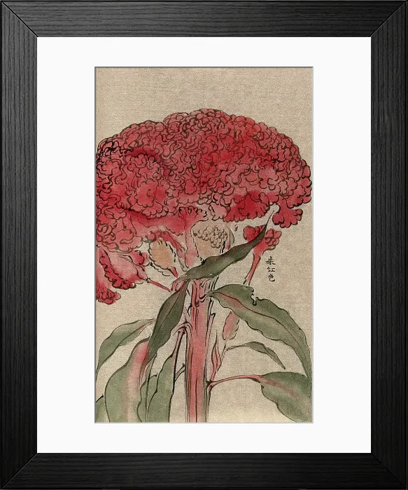 Framed Print : A plant of the Polygonaceae family, possibly a Rumex: flowering stem. Creator: Unknown Framed Print : A plant of the Polygonaceae family, possibly a Rumex: flowering stem. Creator: Unknown