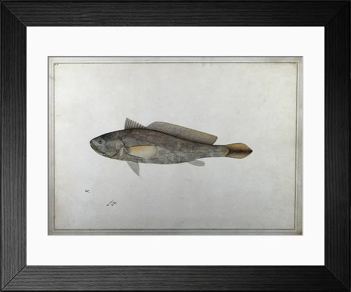 Framed Print : Fish, 1777-1783. Creator: Bhawani Das Framed Print : Fish, 1777-1783. Creator: Bhawani Das
