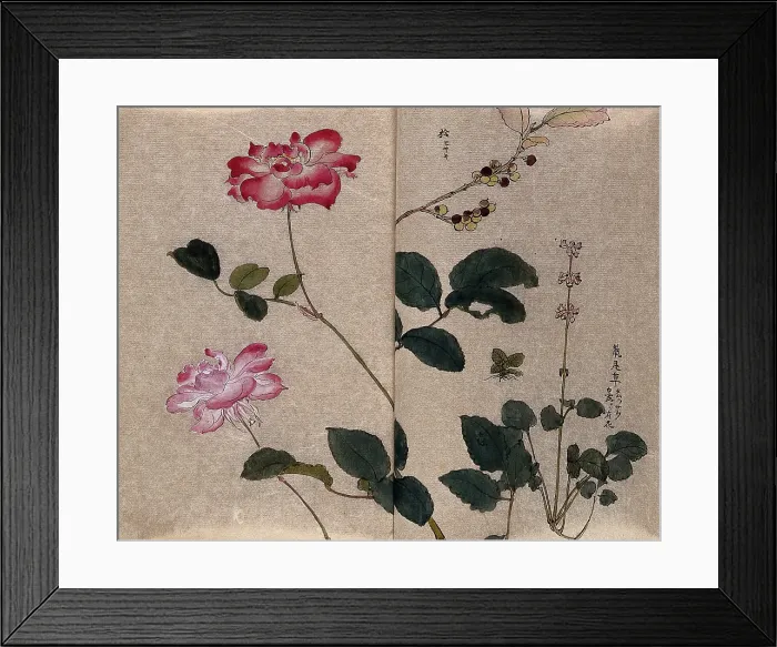 Framed Print : Two flowering roses (Rosa species) and two other unidentified plants. Creator: Unknown Framed Print : Two flowering roses (Rosa species) and two other unidentified plants. Creator: Unknown