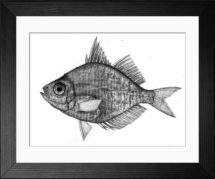 Framed Print : Fish, 1777-1783. Creator: Bhawani Das Framed Print : Fish, 1777-1783. Creator: Bhawani Das