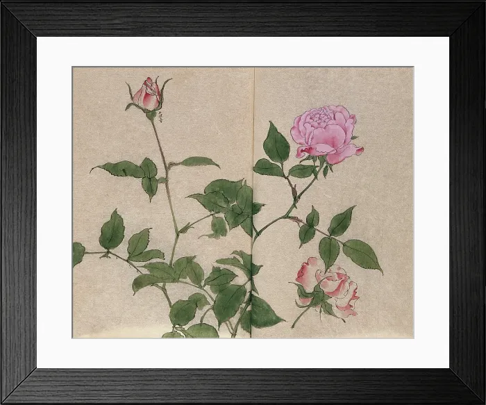 Framed Print : A rose (Rosa species): flowering stem and cut flower. Creator: Unknown Framed Print : A rose (Rosa species): flowering stem and cut flower. Creator: Unknown