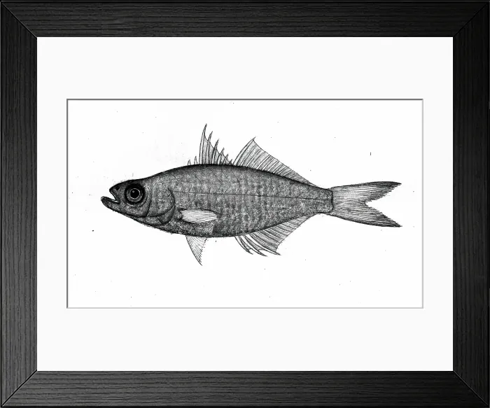 Framed Print : Fish, 1777-1783. Creator: Bhawani Das Framed Print : Fish, 1777-1783. Creator: Bhawani Das
