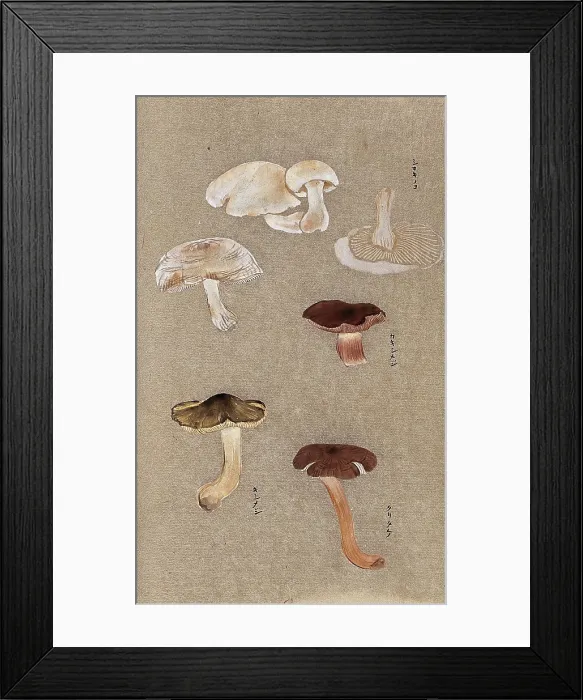 Framed Print : Four types of fungi, including possible Agaricus and Russula species. Creator: Unknown Framed Print : Four types of fungi, including possible Agaricus and Russula species. Creator: Unknown