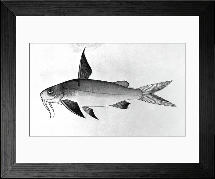 Framed Print : Fish, 1777-1783. Creator: Bhawani Das Framed Print : Fish, 1777-1783. Creator: Bhawani Das