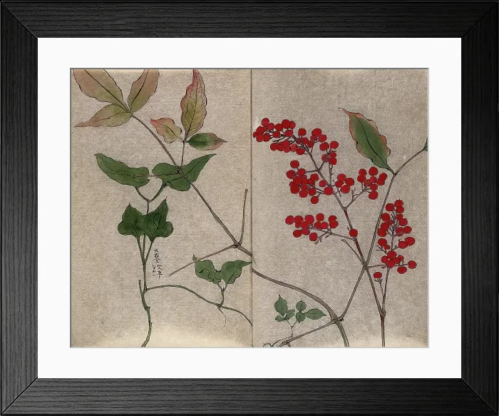 Framed Print : Leafy stem of a green brier (Smilax species) with fruit and leaves of an unidentified shrub. Creator: Unknown Framed Print : Leafy stem of a green brier (Smilax species) with fruit and leaves of an unidentified shrub. Creator: Unknown