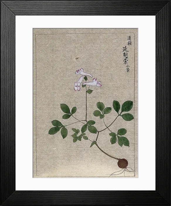 Framed Print : A plant, possibly a Corydalis species: entire flowering plant. Creator: Unknown Framed Print : A plant, possibly a Corydalis species: entire flowering plant. Creator: Unknown