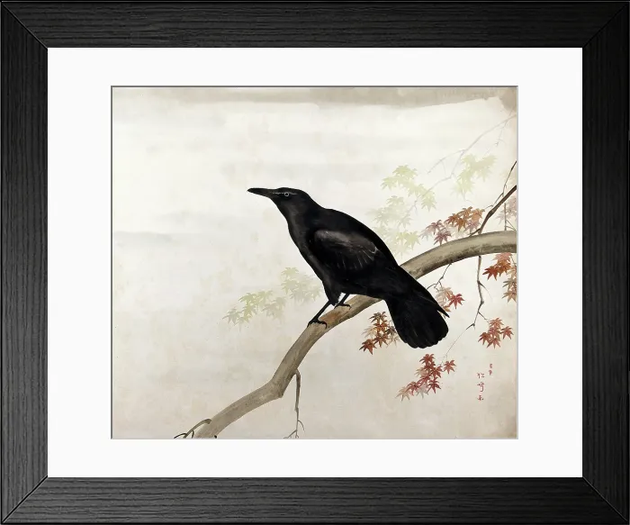 Framed Print : A black bird, sitting on a branch, 1800-1899. Creator: Unknown Framed Print : A black bird, sitting on a branch, 1800-1899. Creator: Unknown