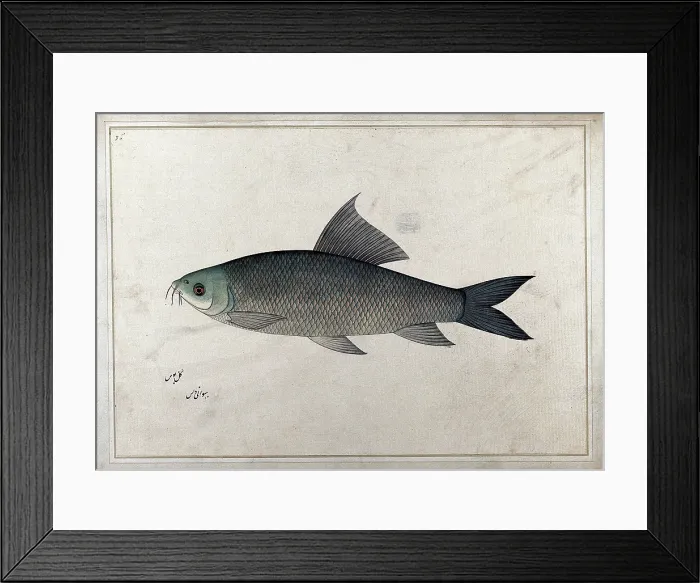 Framed Print : Fish, 1777-1783. Creator: Bhawani Das Framed Print : Fish, 1777-1783. Creator: Bhawani Das