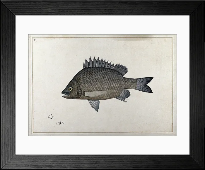 Framed Print : Fish, 1777-1783. Creator: Bhawani Das Framed Print : Fish, 1777-1783. Creator: Bhawani Das