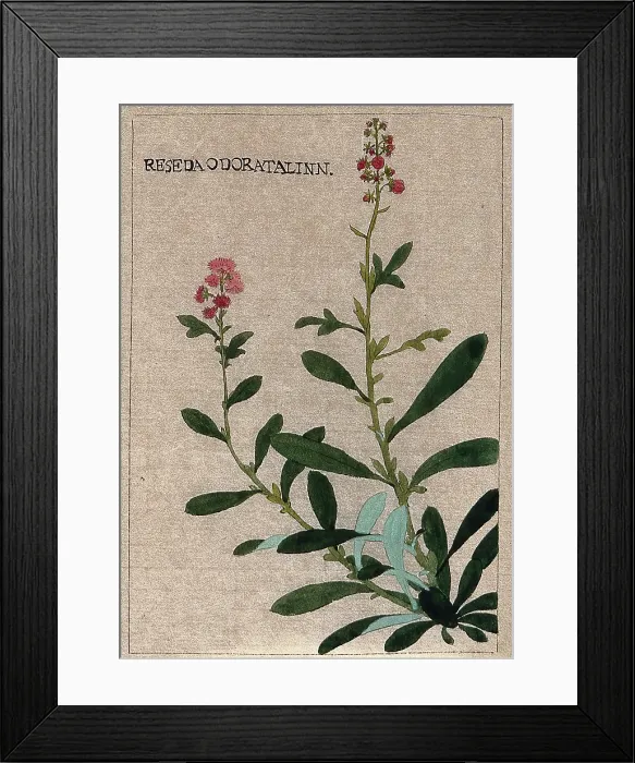 Framed Print : Mignonette plant (Reseda odorata): flowering stem. Creator: Unknown Framed Print : Mignonette plant (Reseda odorata): flowering stem. Creator: Unknown
