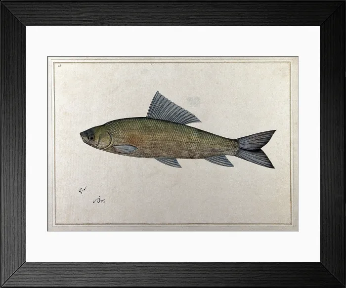 Framed Print : Fish, 1777-1783. Creator: Bhawani Das Framed Print : Fish, 1777-1783. Creator: Bhawani Das