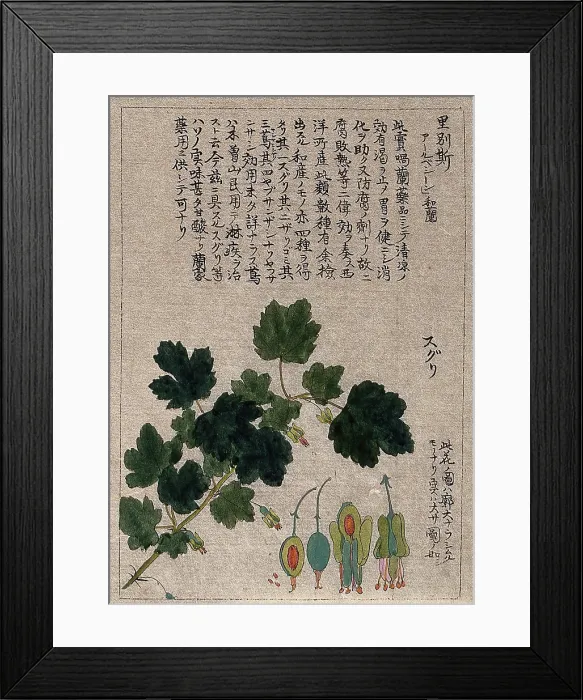 Framed Print : A currant plant (Ribes species): flowering stem with floral segments. Creator: Unknown Framed Print : A currant plant (Ribes species): flowering stem with floral segments. Creator: Unknown