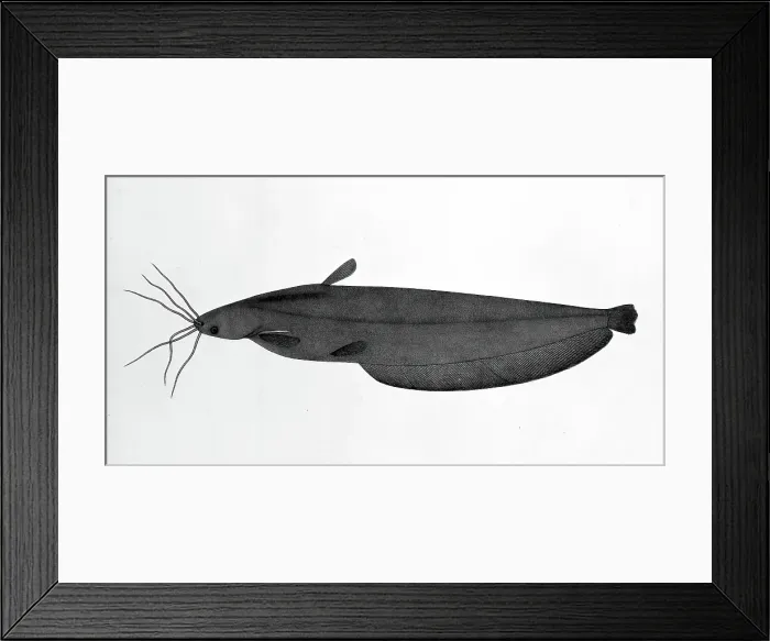 Framed Print : Fish, 1783. Creator: Bhawani Das Framed Print : Fish, 1783. Creator: Bhawani Das