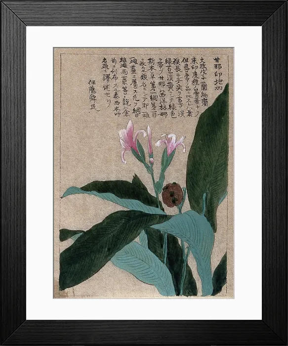 Framed Print : A flowering and fruiting plant stem. Creator: Unknown Framed Print : A flowering and fruiting plant stem. Creator: Unknown