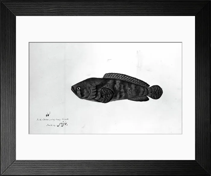 Framed Print : Fish, 1783. Creator: Bhawani Das Framed Print : Fish, 1783. Creator: Bhawani Das