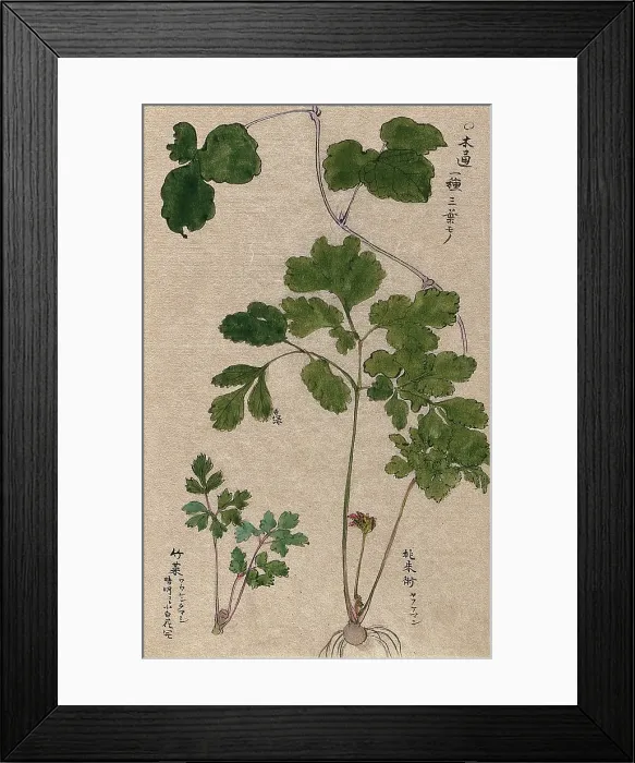 Framed Print : Two plants: leafy stems, one with bulb and flower. Creator: Unknown Framed Print : Two plants: leafy stems, one with bulb and flower. Creator: Unknown