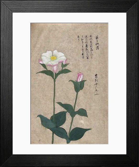 Framed Print : A plant in the Caryophyllaceae family: two flowering stems. Creator: Unknown Framed Print : A plant in the Caryophyllaceae family: two flowering stems. Creator: Unknown