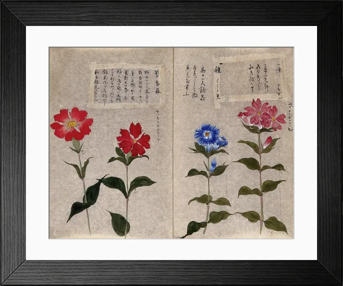 Framed Print : Four plants, possibly pinks (Dianthus species): flowering stems. Creator: Unknown Framed Print : Four plants, possibly pinks (Dianthus species): flowering stems. Creator: Unknown