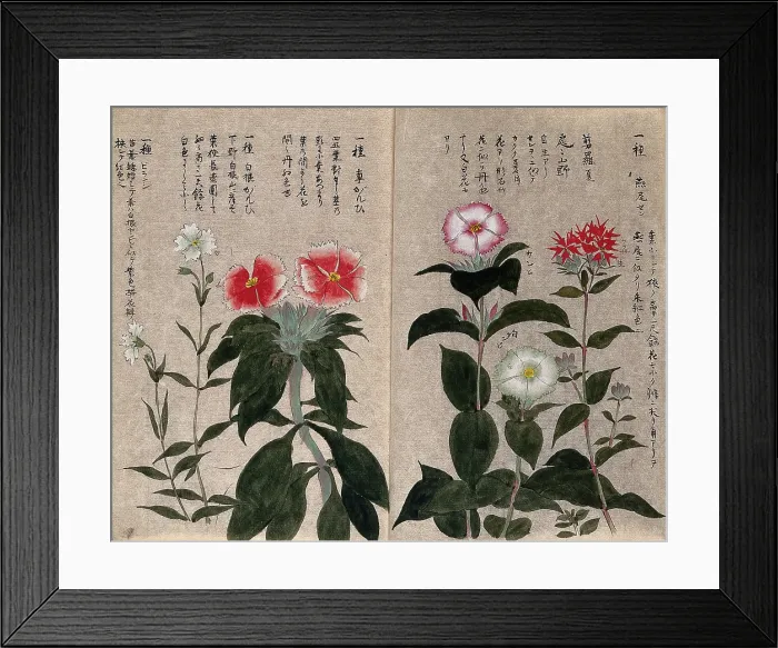 Framed Print : Five plants, possibly pinks (Dianthus species): flowering stems. Creator: Unknown Framed Print : Five plants, possibly pinks (Dianthus species): flowering stems. Creator: Unknown