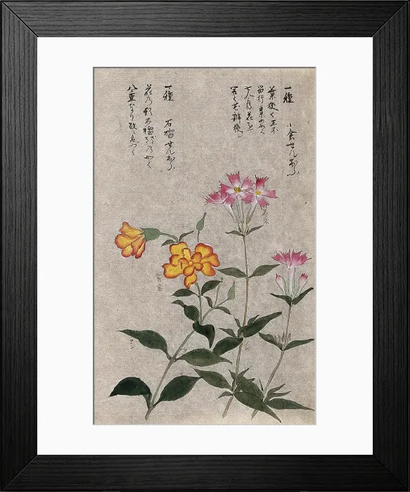 Framed Print : Two plants, one a pink (Dianthus species): flowering stems. Creator: Unknown